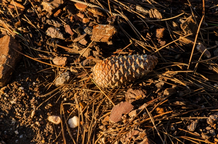 Pinecone lying on the ground.